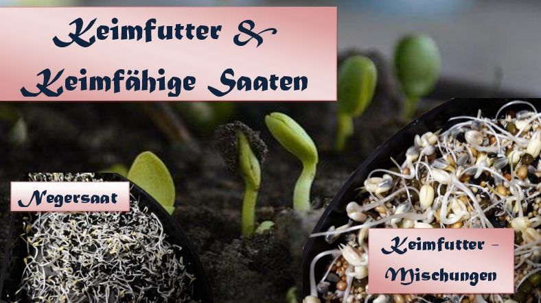 Keimfutter & keimfähige Einzelsaaten